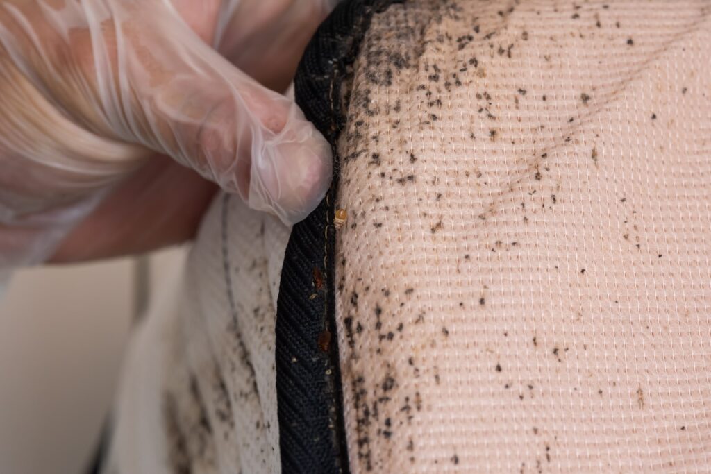 bed-bugs-pests